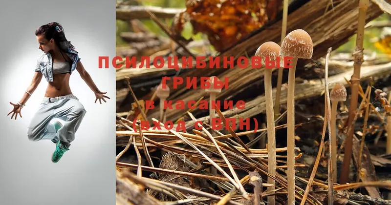 Галлюциногенные грибы Psilocybe Хилок